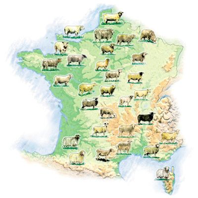 Races bovines de france pdf