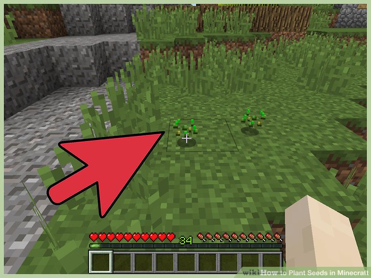 Minecraft how to grow cactus seeds