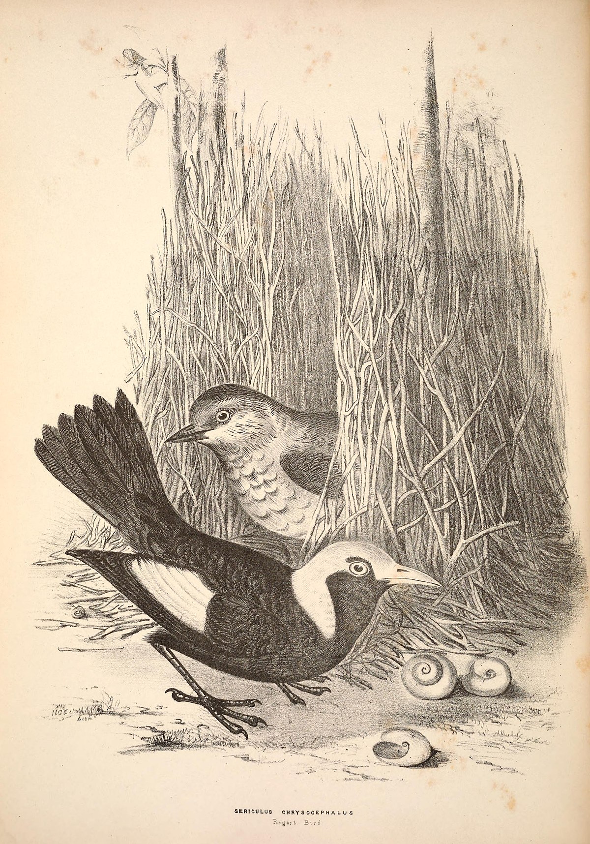 Handbook to the birds of australia