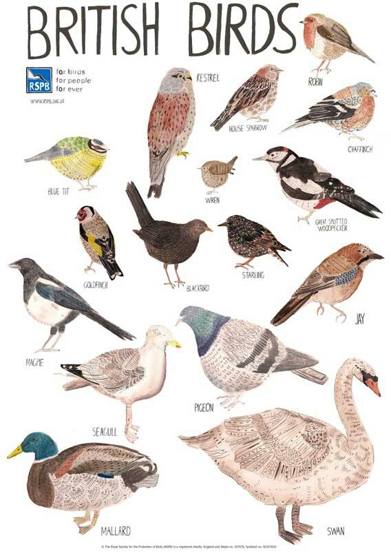 Birds name list in english pdf