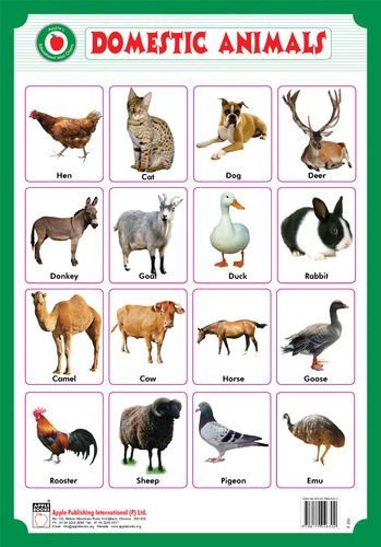 Birds name list in english pdf