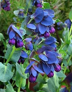 blue shrimp plant growing instructions