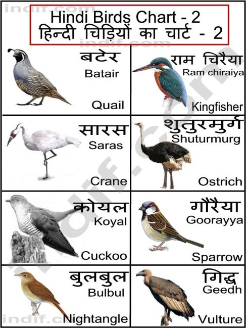 Birds name list in english pdf