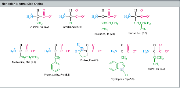 20 amino acids and their structures pdf