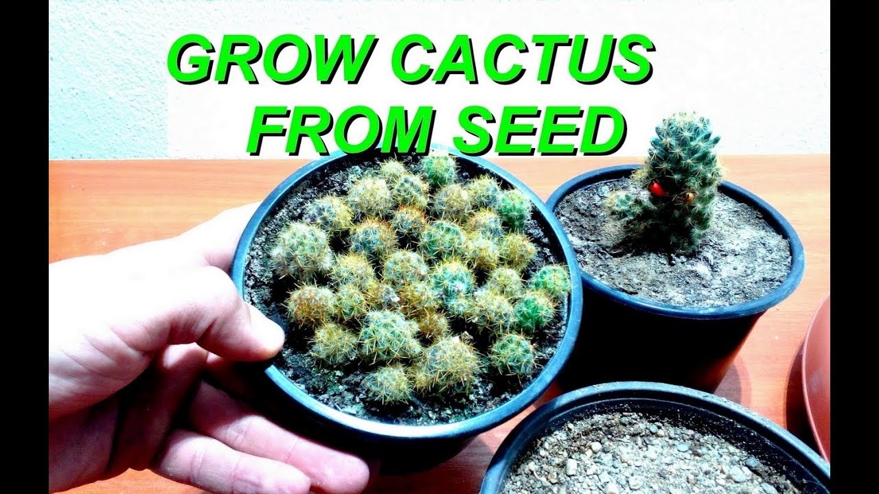 Minecraft how to grow cactus seeds