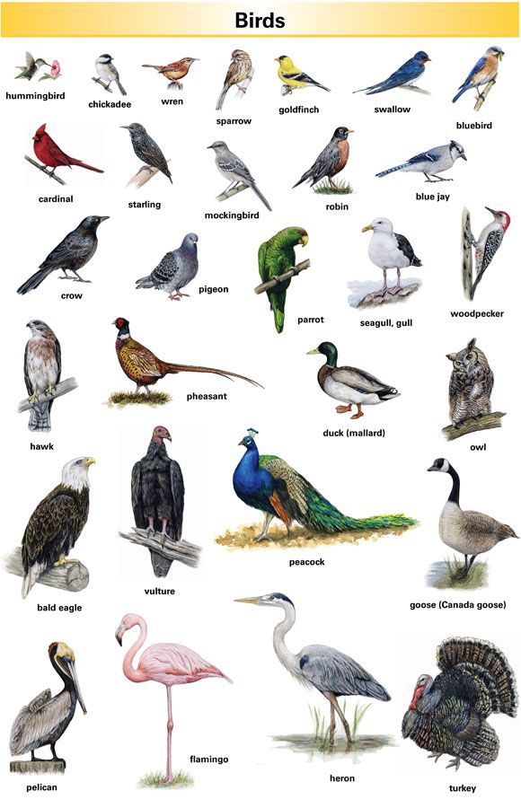 Birds name list in english pdf