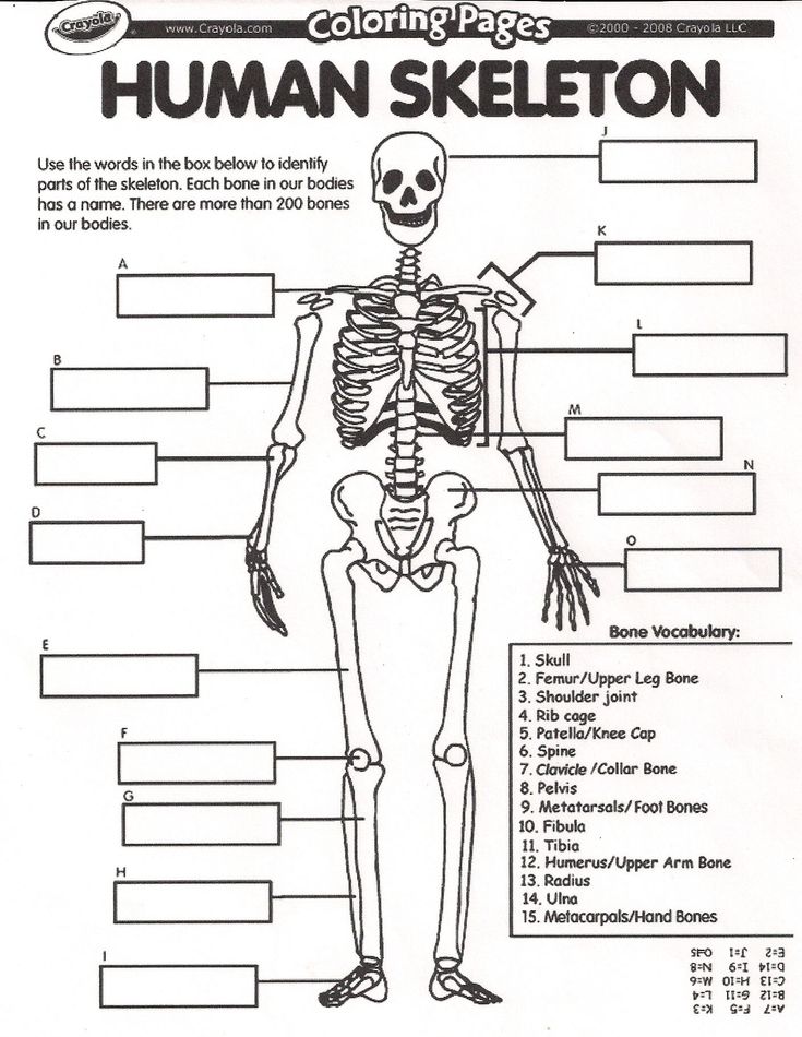 206 bones of the body list pdf