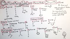 20 amino acids and their structures pdf