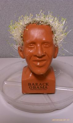 chia pet growing instructions