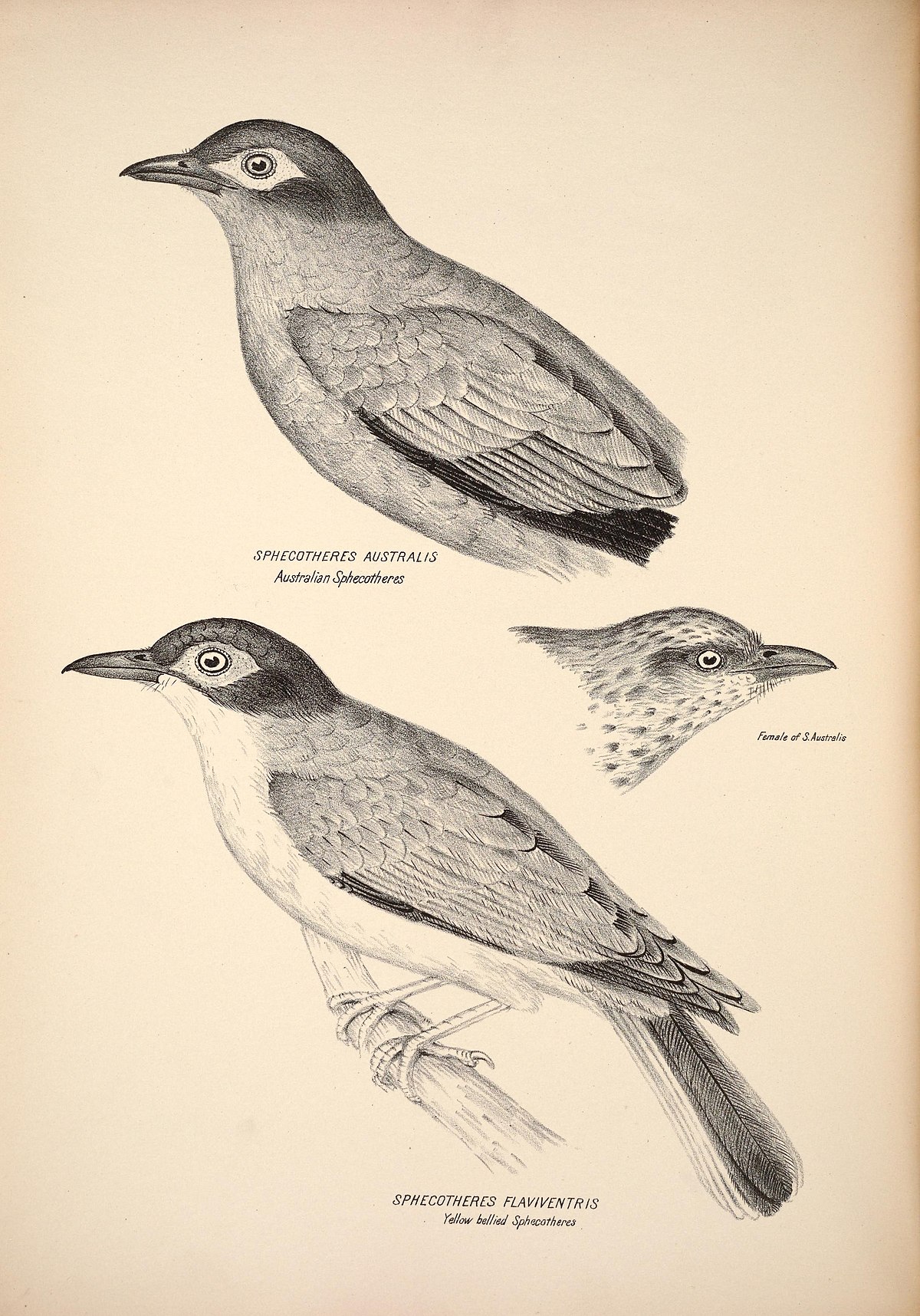 Handbook to the birds of australia