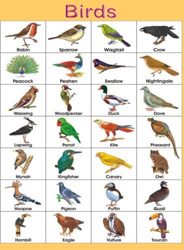 Birds name list in english pdf