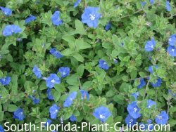 blue shrimp plant growing instructions